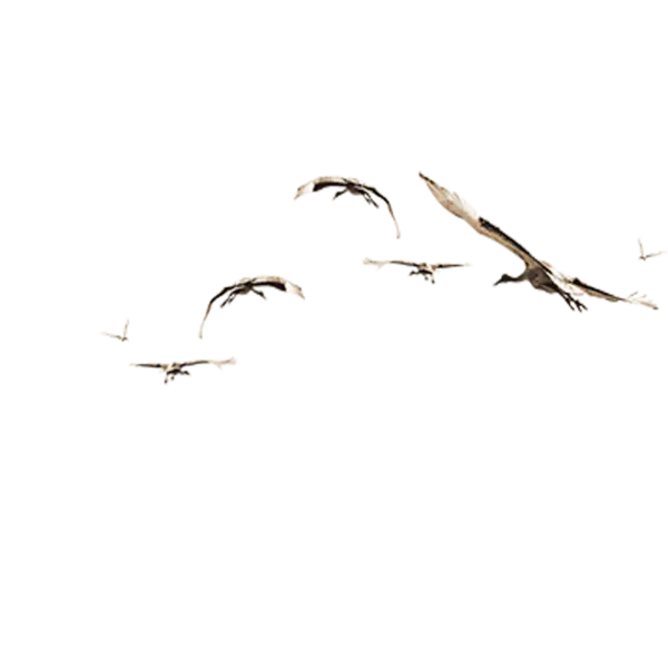 【觅图网-pic.51mitu.com】大雁水墨山水茶文化