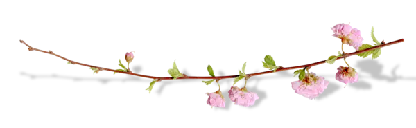 【PNG素材网-png.mixinnet.cn】漂亮花枝阴影