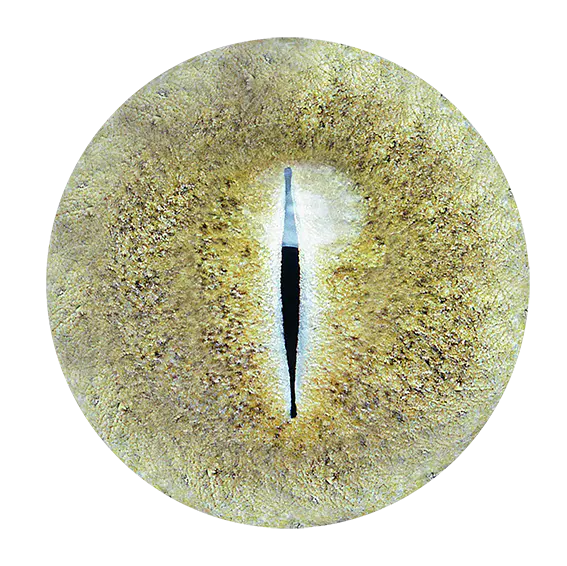 【PNG素材网-png.mixinnet.cn】瞳孔-567x566