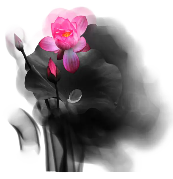 【PNG素材网-png.mixinnet.cn】水墨荷花