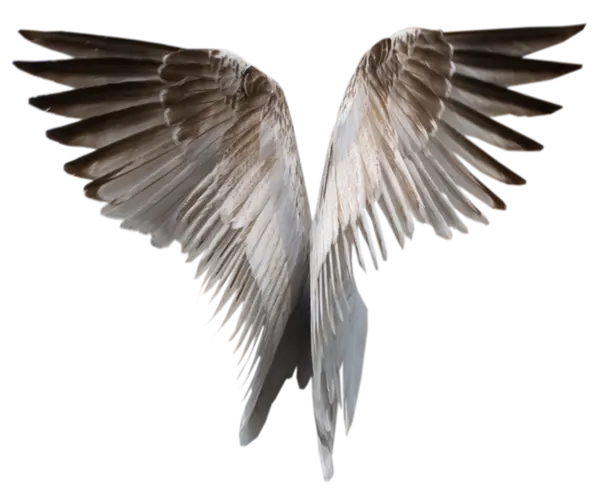 【PNG素材网-png.mixinnet.cn】大鹏展翅翅膀免抠图