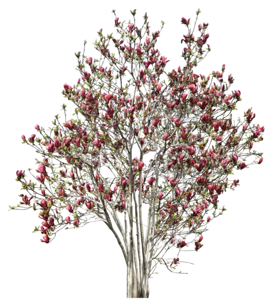 【PNG素材网-png.mixinnet.cn】植物树木