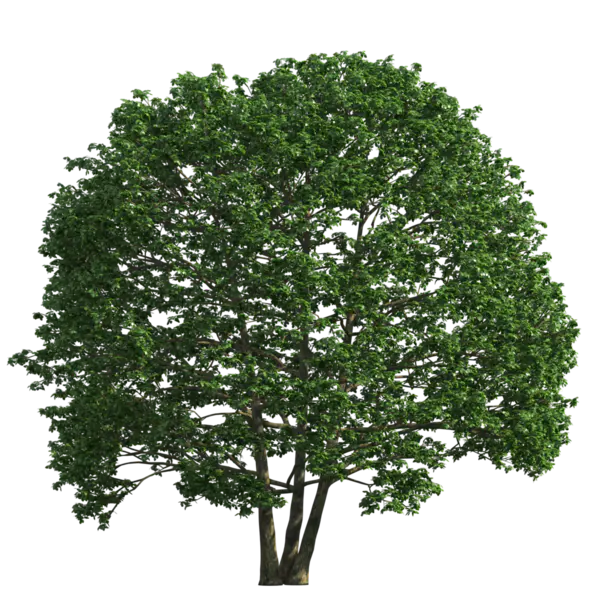 【PNG素材网-png.mixinnet.cn】植物盆景树木