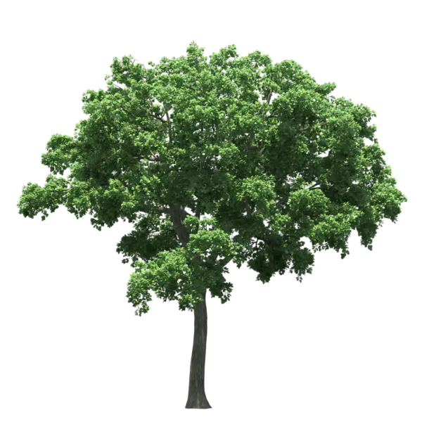【PNG素材网-png.mixinnet.cn】植物元素一颗树