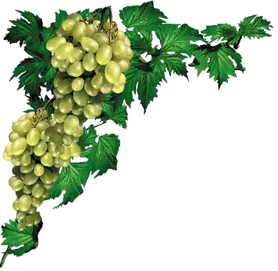 【PNG素材网-png.mixinnet.cn】png装饰花饰角【15】