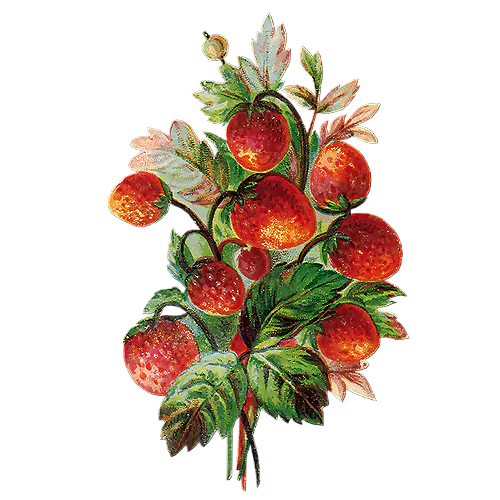 【PNG素材网-png.mixinnet.cn】情人节花束