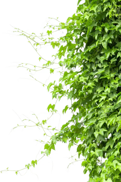 【PNG素材网-png.mixinnet.cn】爬山虎(1100x1650)