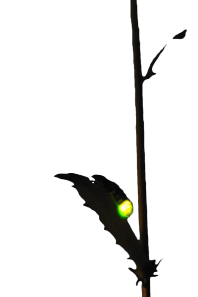 【PNG素材网-png.mixinnet.cn】发光萤火虫图片