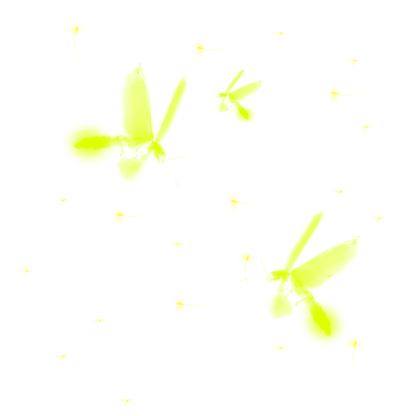 【觅图网-pic.51mitu.com】闪闪发光的萤火虫[2000x2000]