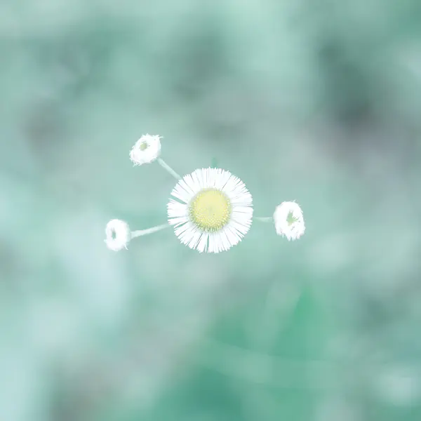 【PNG素材网-png.mixinnet.cn】传统节气立夏背景
