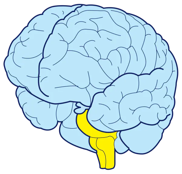 【PNG素材网-png.mixinnet.cn】大脑脑子（300x361）