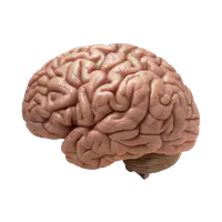 【PNG素材网-png.mixinnet.cn】大脑脑子（555x442）