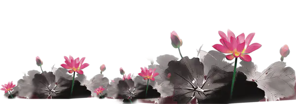 【PNG素材网-png.mixinnet.cn】中国风水墨荷花(1226x1287）