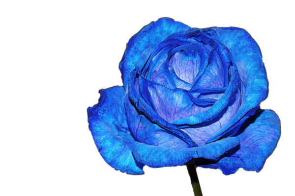 【PNG素材网-png.mixinnet.cn】蓝玫瑰花素材海报