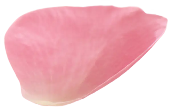 【PNG素材网-png.mixinnet.cn】粉色的花瓣