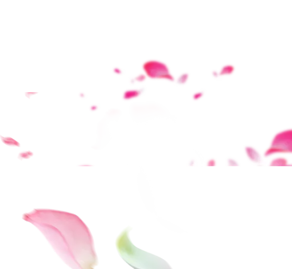 【PNG素材网-png.mixinnet.cn】洒落花瓣