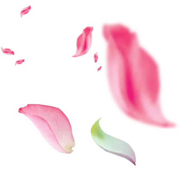 【觅图网-pic.51mitu.com】花瓣红色花瓣长花瓣(1000x1000)