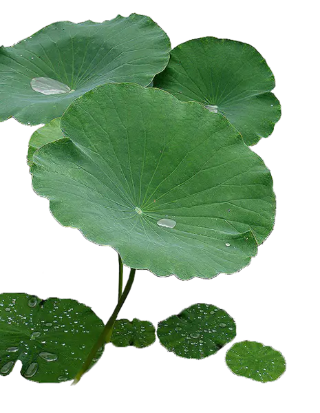【觅图网-pic.51mitu.com】荷-叶 露珠 露水 绿色荷叶png(554x715)