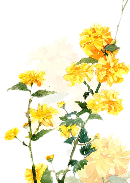 【觅图网-pic.51mitu.com】二十四番花信风-立春-一候迎春