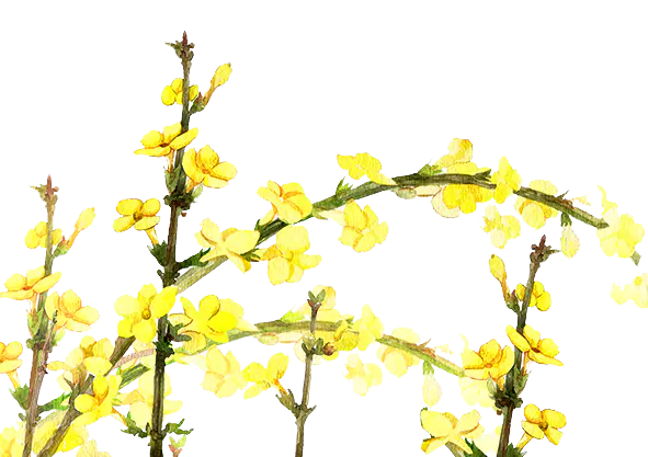 【觅图网-pic.51mitu.com】二十四番花信风-立春-一候迎春