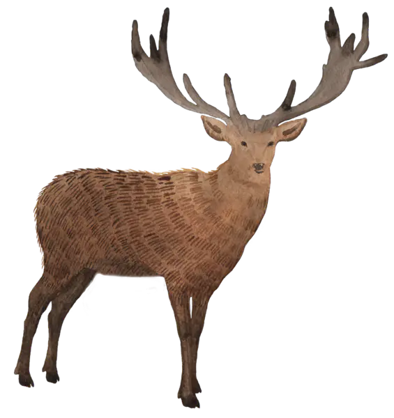 【PNG素材网-png.mixinnet.cn】一只鹿