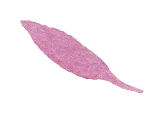 【PNG素材网-png.mixinnet.cn】水彩树叶
