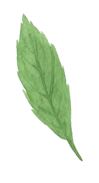 【PNG素材网-png.mixinnet.cn】水彩画树叶