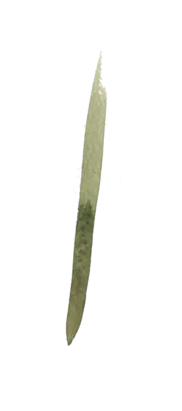 【PNG素材网-png.mixinnet.cn】水彩画树叶