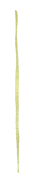 【PNG素材网-png.mixinnet.cn】水彩画树叶