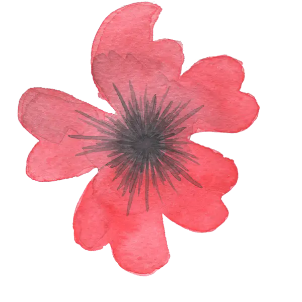 【觅图网-pic.51mitu.com】花朵水彩画