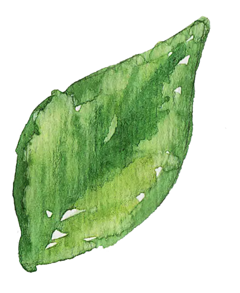 【觅图网-pic.51mitu.com】一片叶子