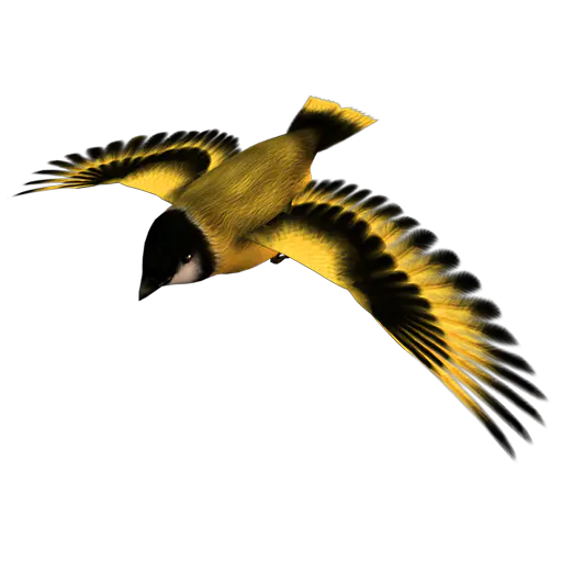 【PNG素材网-png.mixinnet.cn】golden_finch_05金丝雀