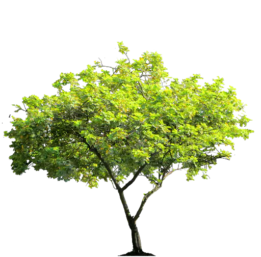 【PNG素材网-png.mixinnet.cn】数木png图片[512x505]