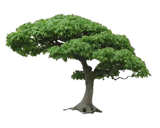 【PNG素材网-png.mixinnet.cn】数木png图片[512x410]