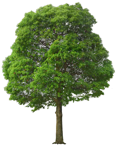 【PNG素材网-png.mixinnet.cn】数木png图片[417x512]