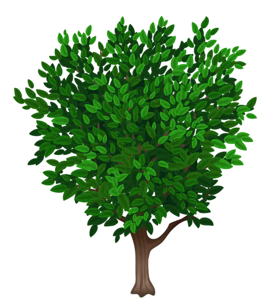 【PNG素材网-png.mixinnet.cn】数木png图片[528x600]