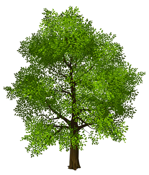 【PNG素材网-png.mixinnet.cn】数木png图片[512x600]