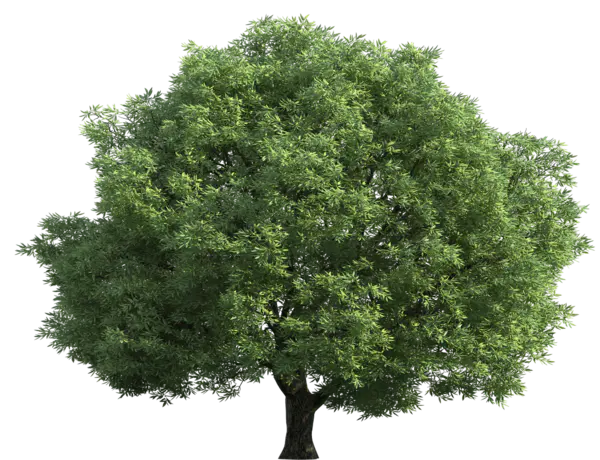 【PNG素材网-png.mixinnet.cn】数木png图片[2000x1533]