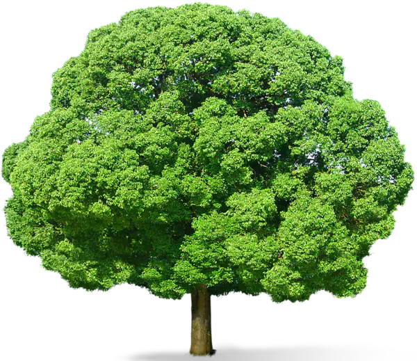 【PNG素材网-png.mixinnet.cn】数木png图片[600x519]