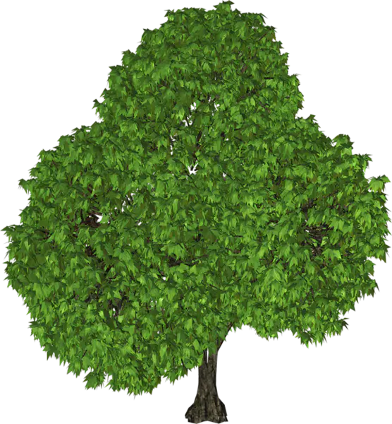 【PNG素材网-png.mixinnet.cn】数木png图片[556x600]