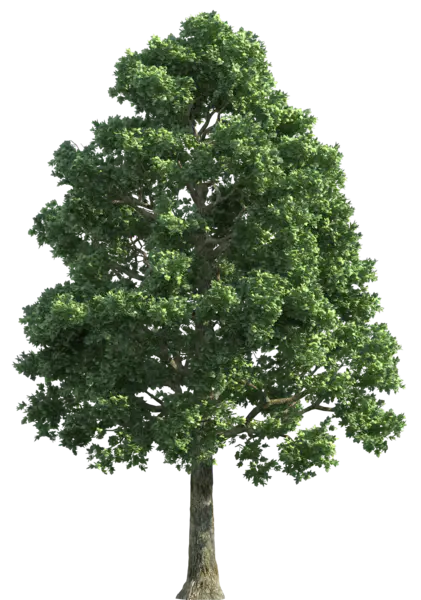 【PNG素材网-png.mixinnet.cn】数木png图片[2040x2905]