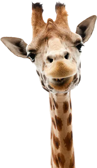 【PNG素材网-png.mixinnet.cn】长颈鹿[322x555]