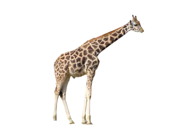 【PNG素材网-png.mixinnet.cn】长颈鹿[3072x2304]