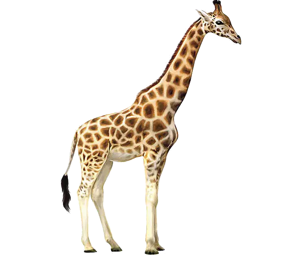 【PNG素材网-png.mixinnet.cn】长颈鹿[600x525]