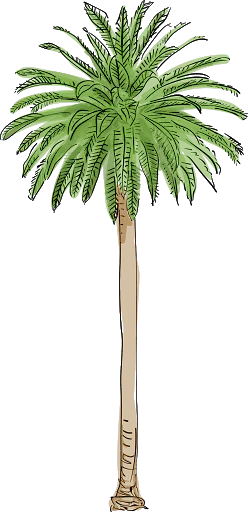 【PNG素材网-png.mixinnet.cn】棕榈树 [248x512]