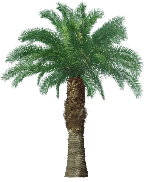 【PNG素材网-png.mixinnet.cn】棕榈树 [2043x2500]