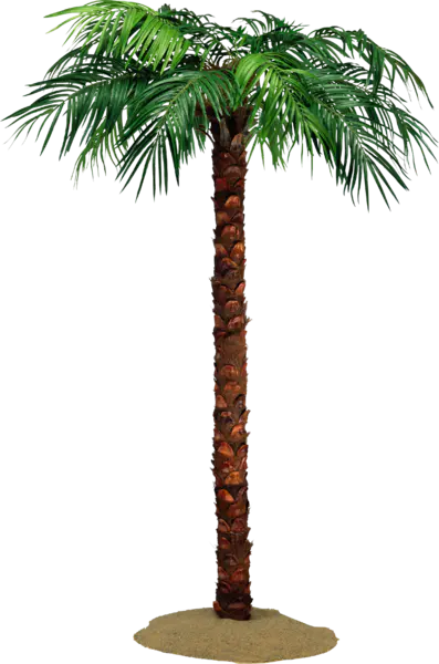 【PNG素材网-png.mixinnet.cn】棕榈树 [2345x3547]