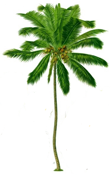 【PNG素材网-png.mixinnet.cn】棕榈树 [370x584]