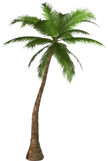 【PNG素材网-png.mixinnet.cn】植物棕榈树 [214x320]