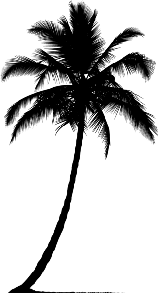 【PNG素材网-png.mixinnet.cn】棕榈树 [525x969]